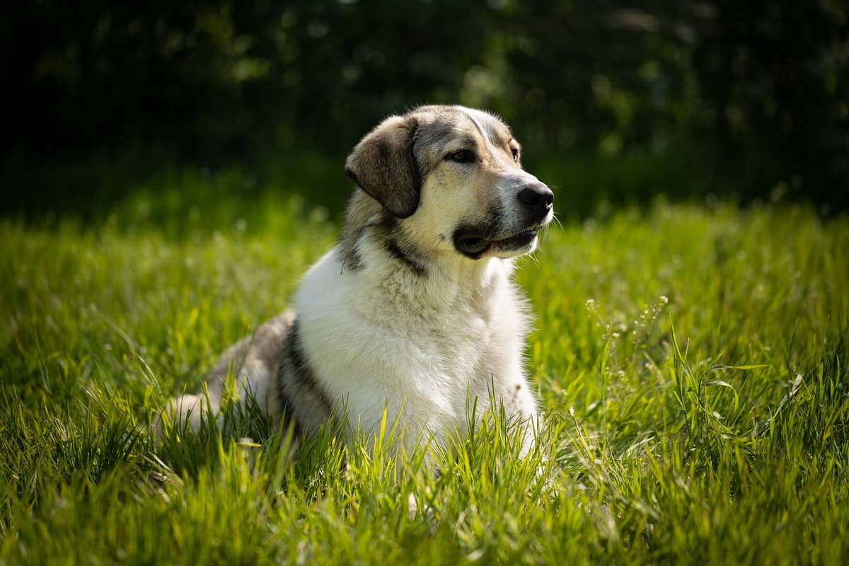 Anatolische Herder with family