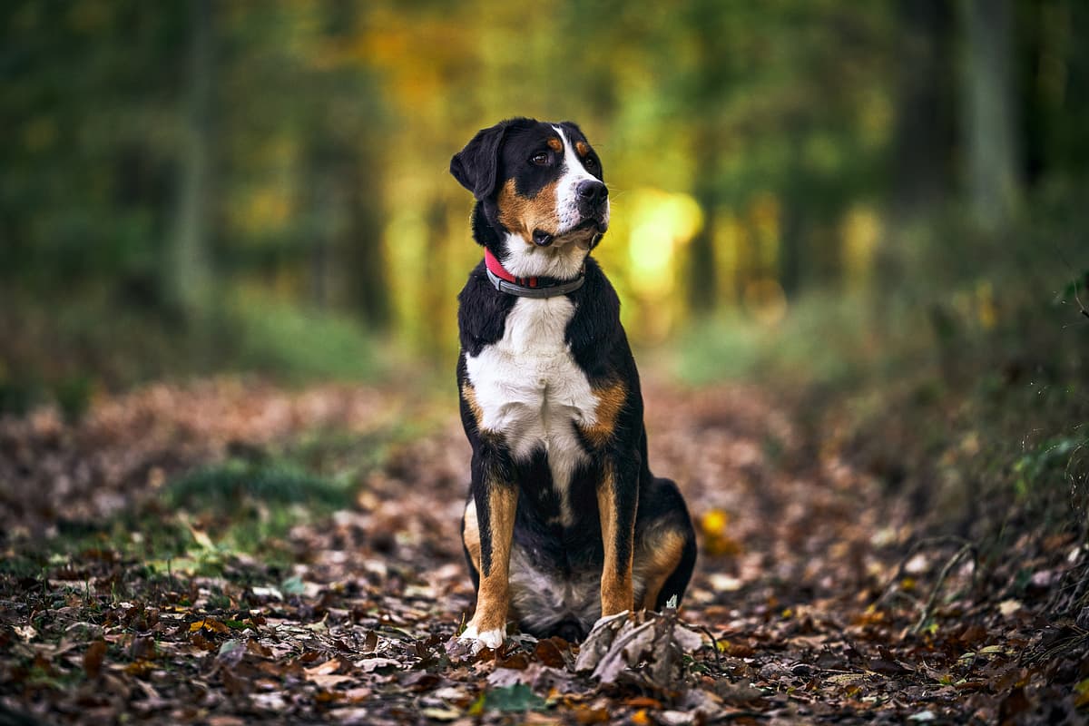 Appenzeller Mountain Dog