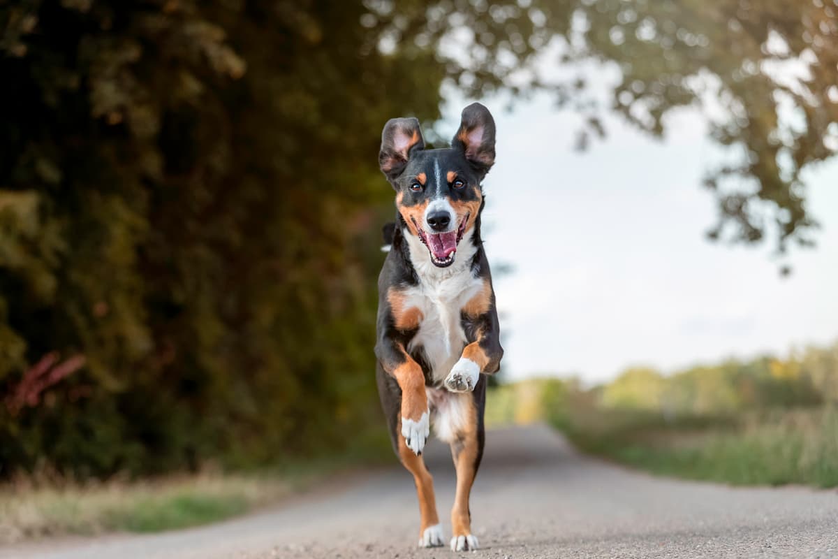 Appenzeller Mountain Dog playing