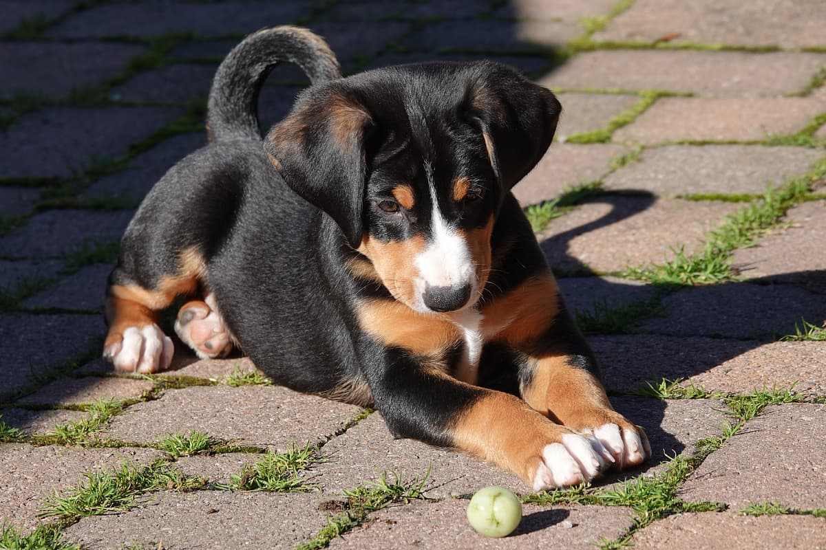 Appenzeller Mountain Dog with family