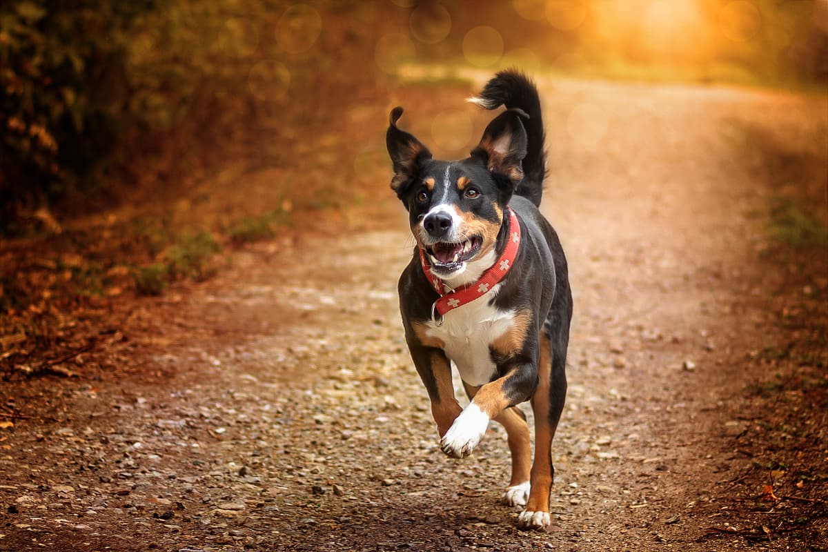 Appenzeller Sennenhond