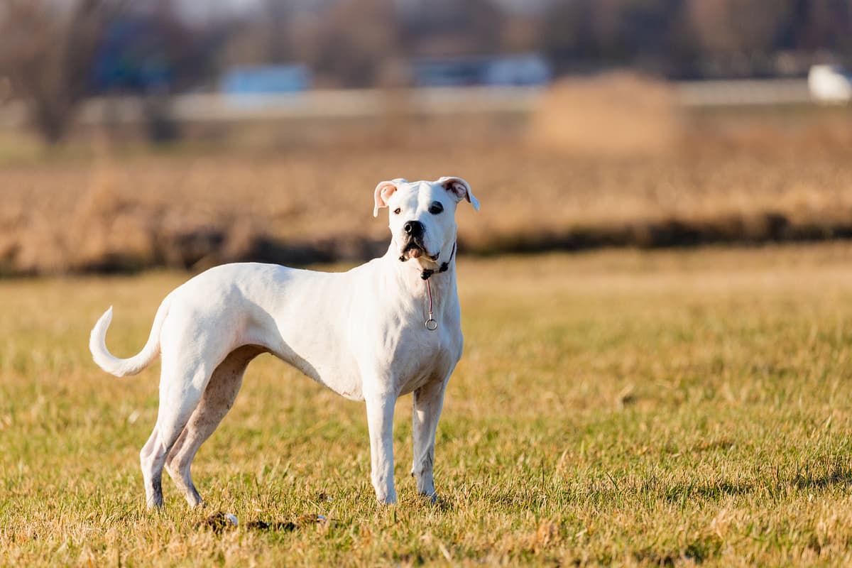 Argentijnse Dog