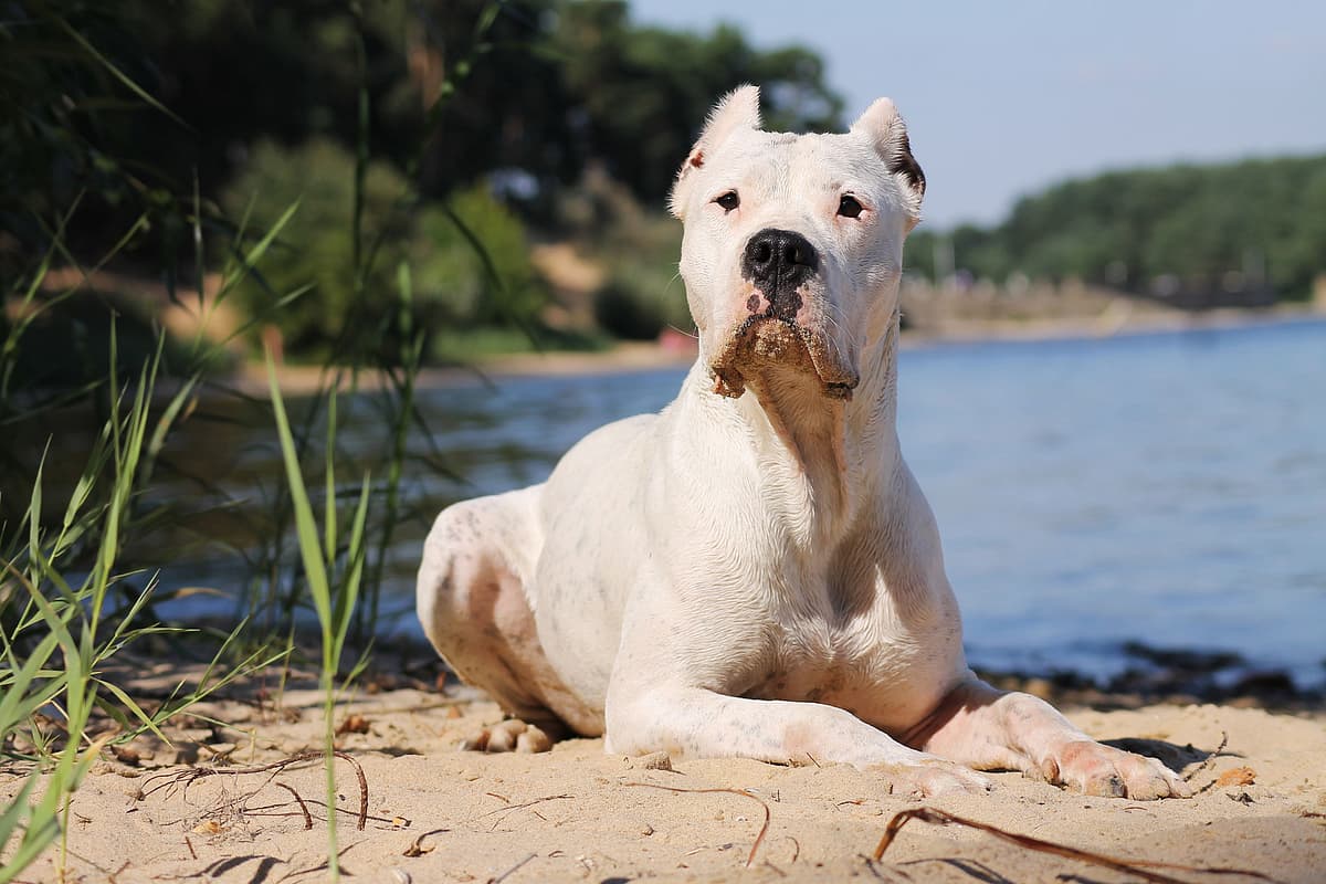 Argentijnse Dog with family