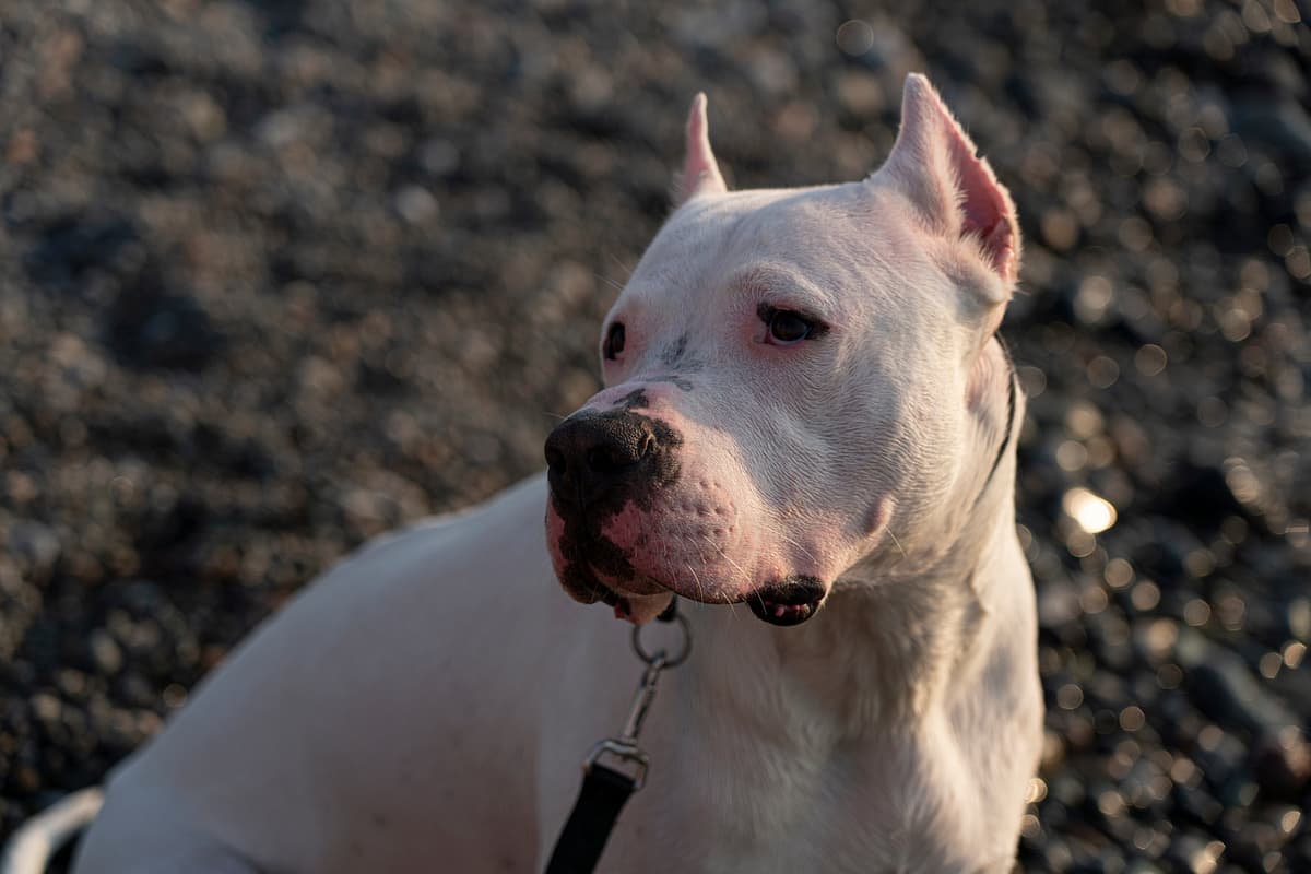 Argentijnse Dog