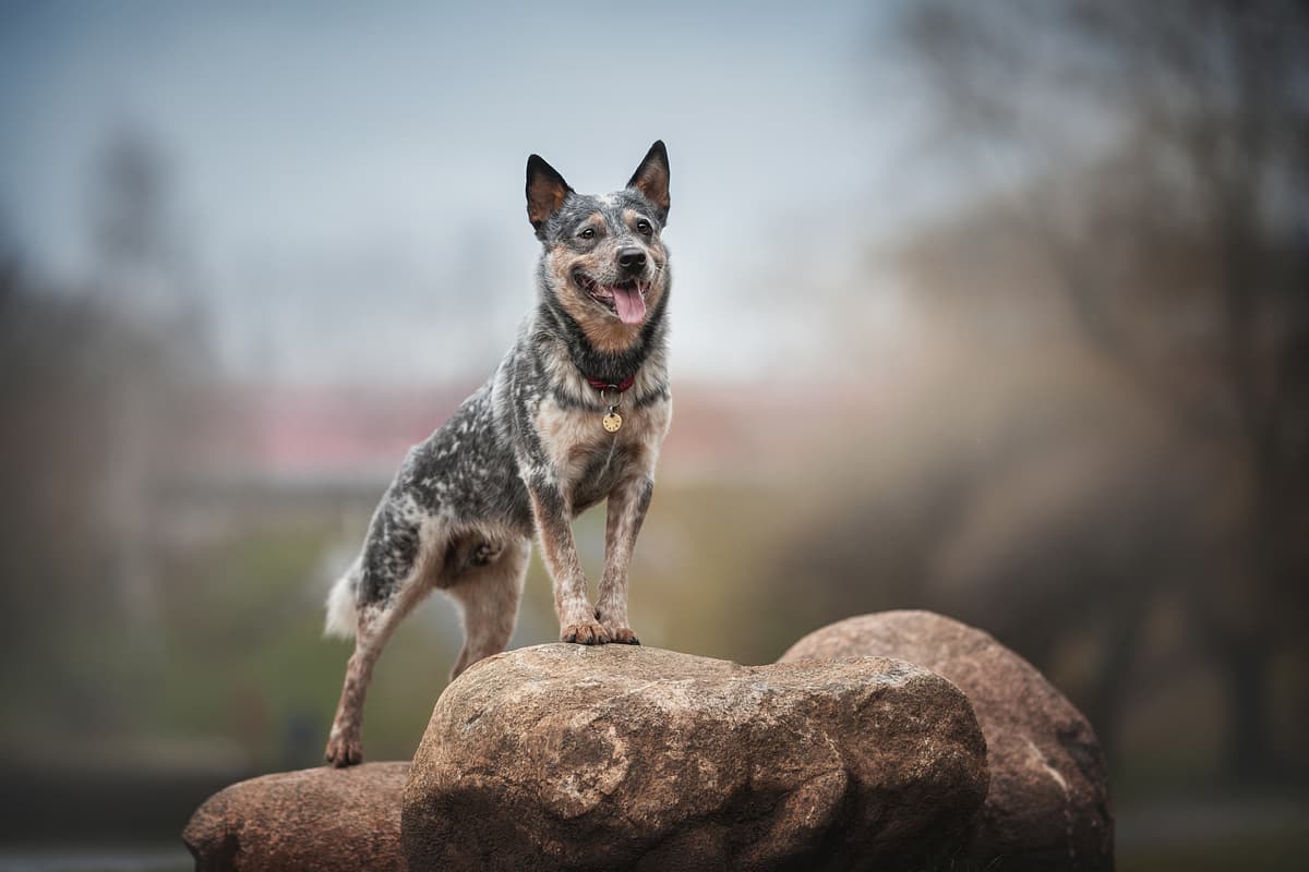 Australian Cattle Dog playing