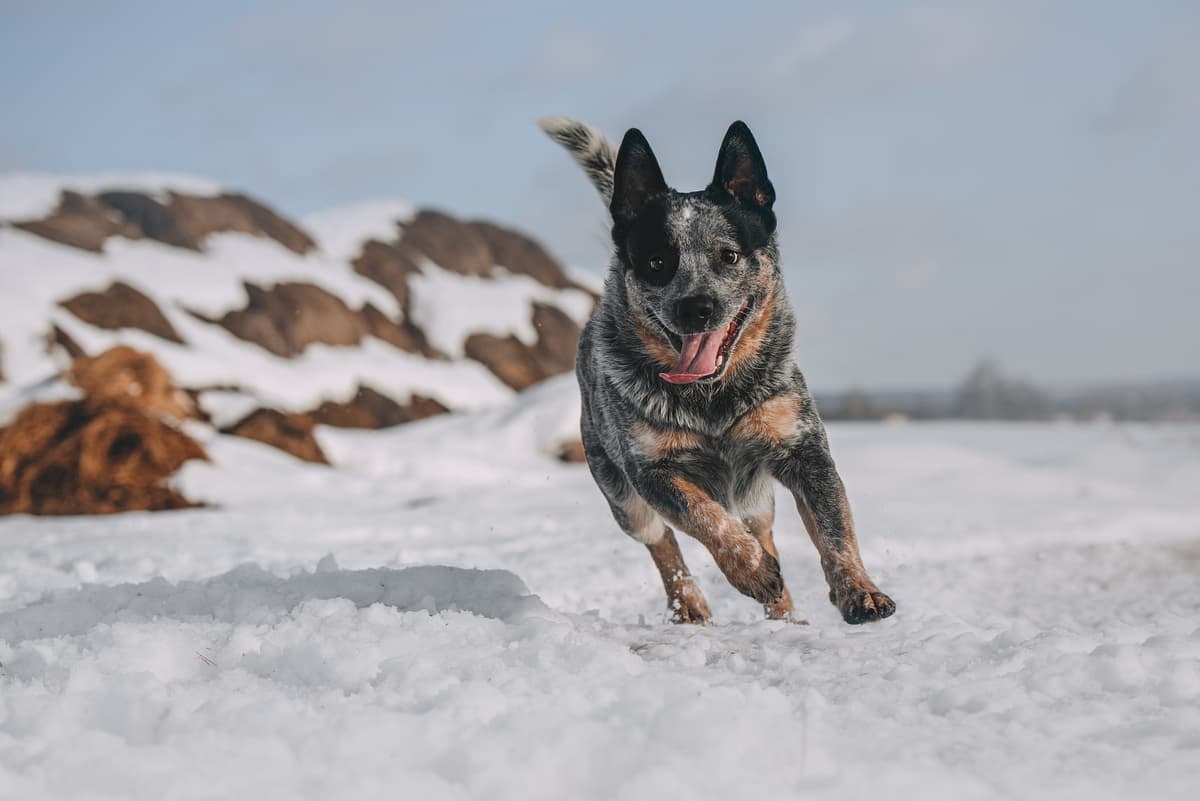 Australian Cattle Dog with family