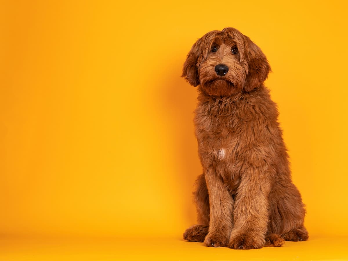 Australian Cobberdog