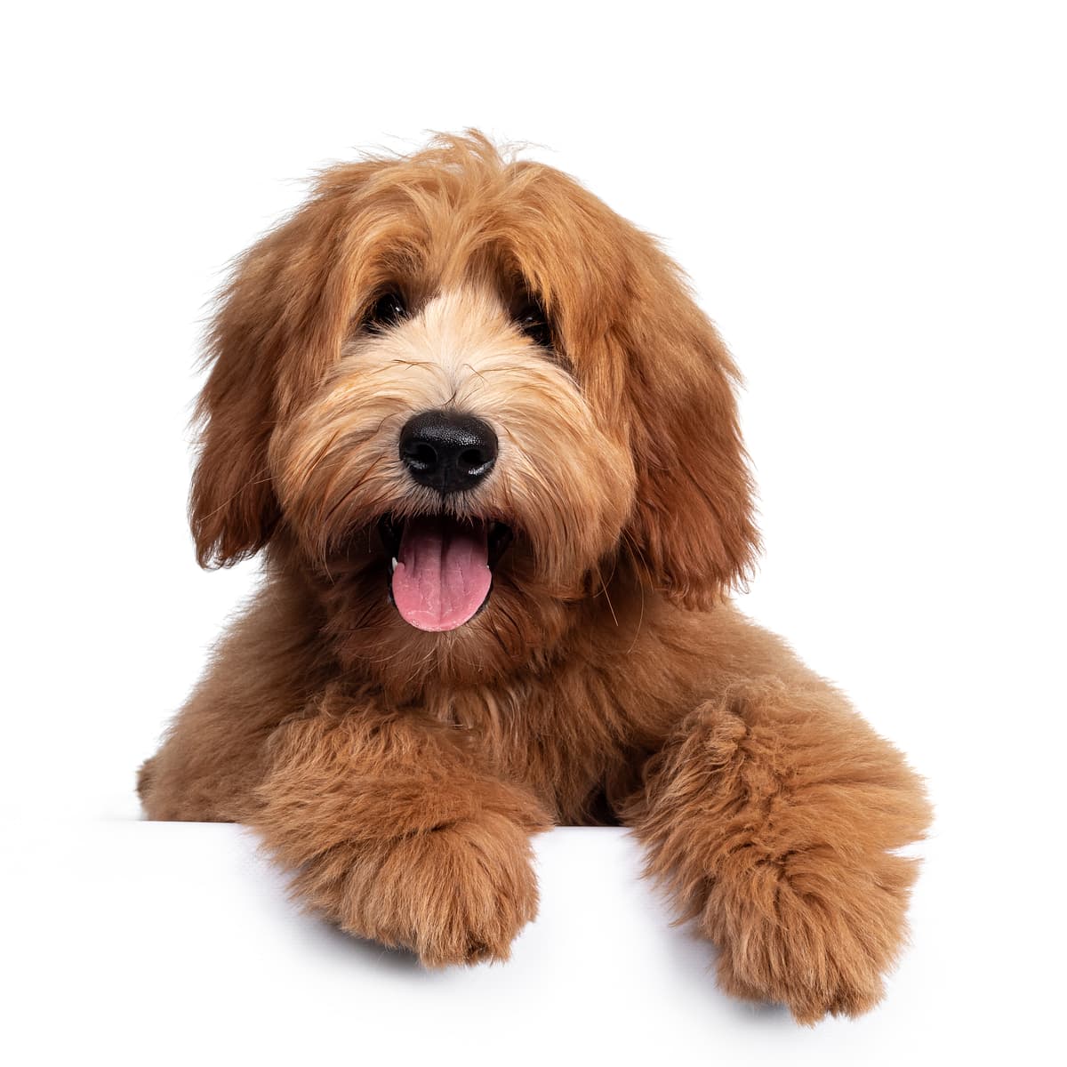Australian Cobberdog playing