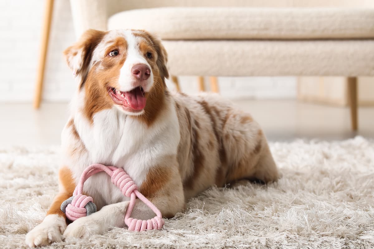 Australian Shepherd