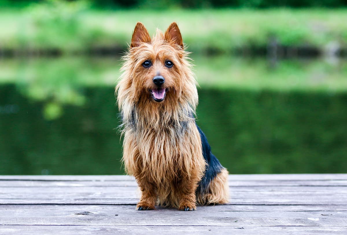 Australische Terrier