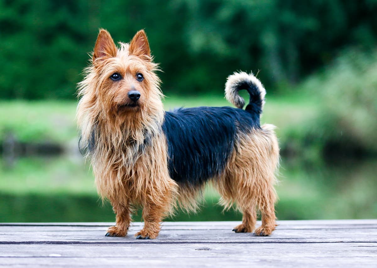 Australische Terrier playing
