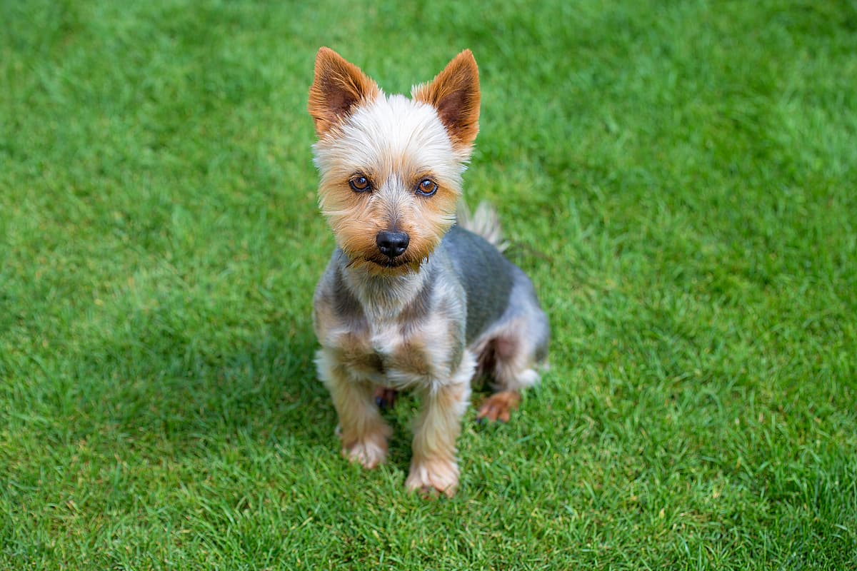 Australische Terrier