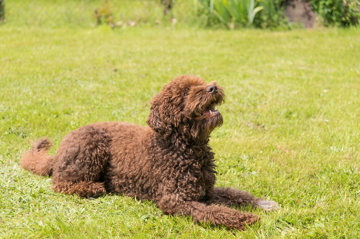 Barbet