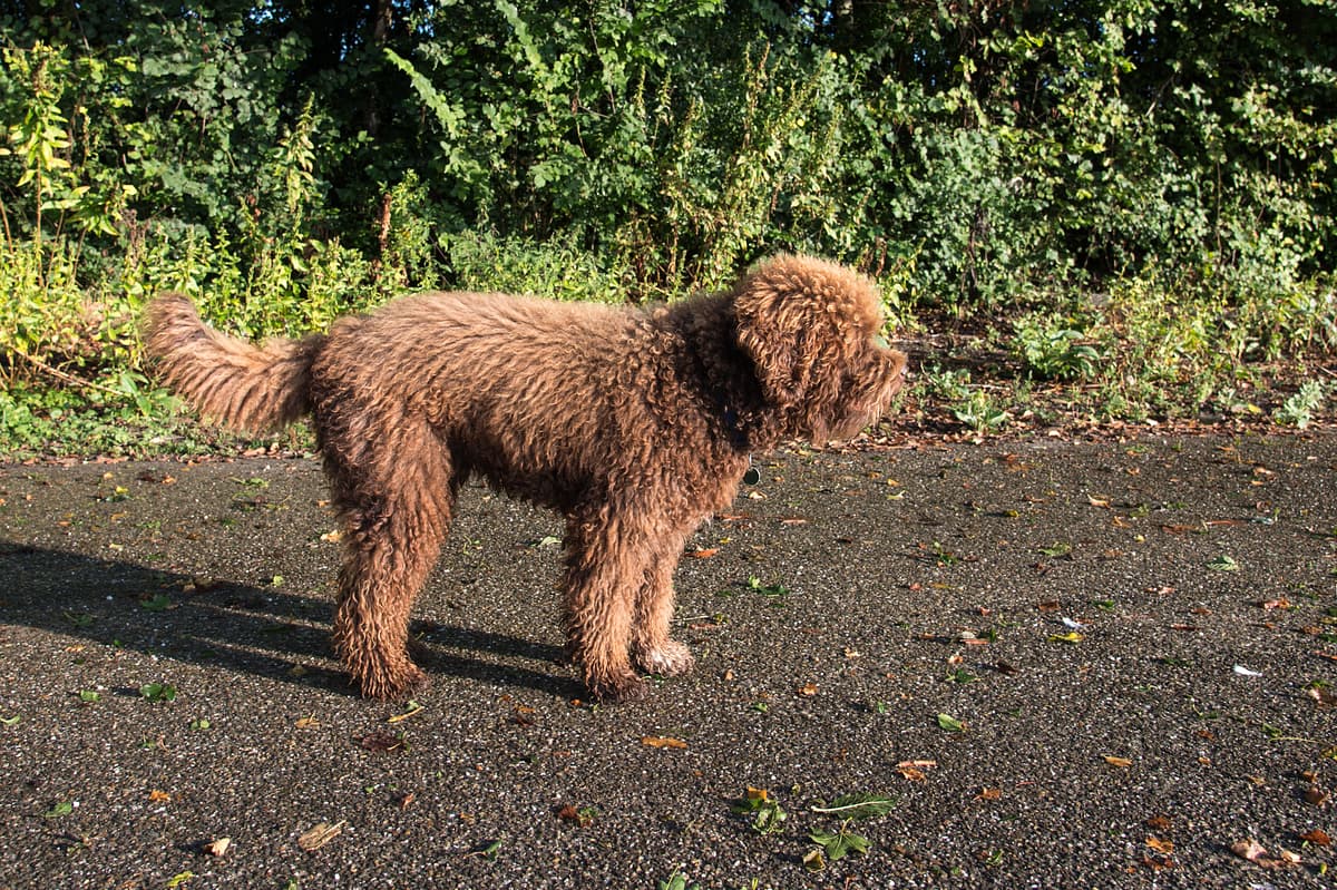 Barbet
