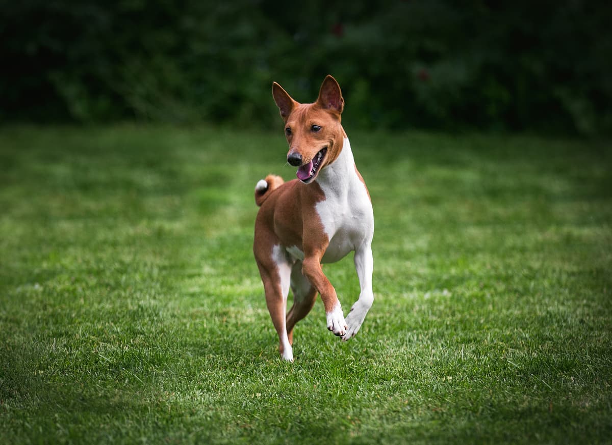 Basenji playing