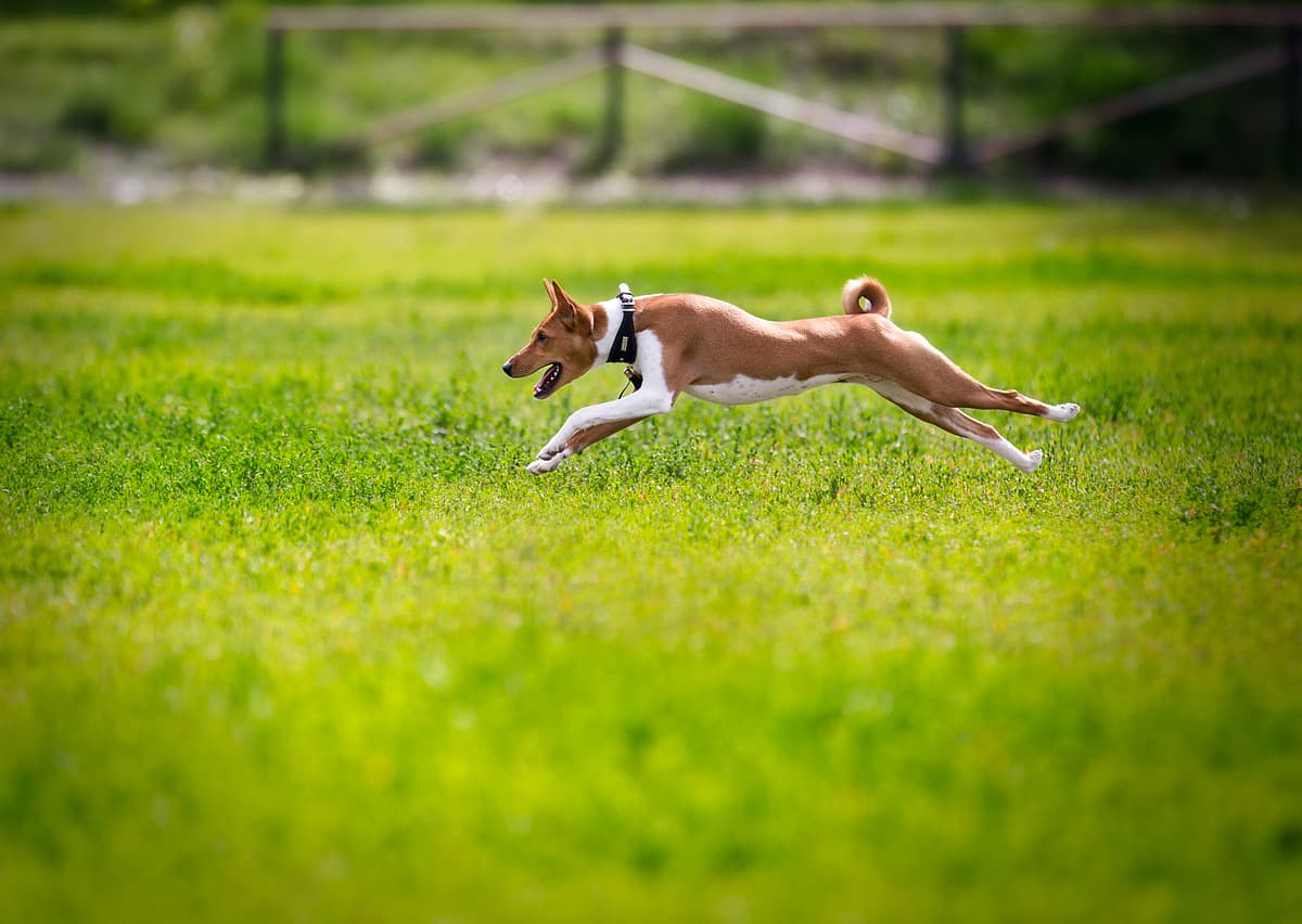 Basenji with family