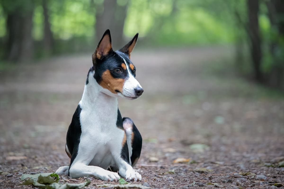 Basenji