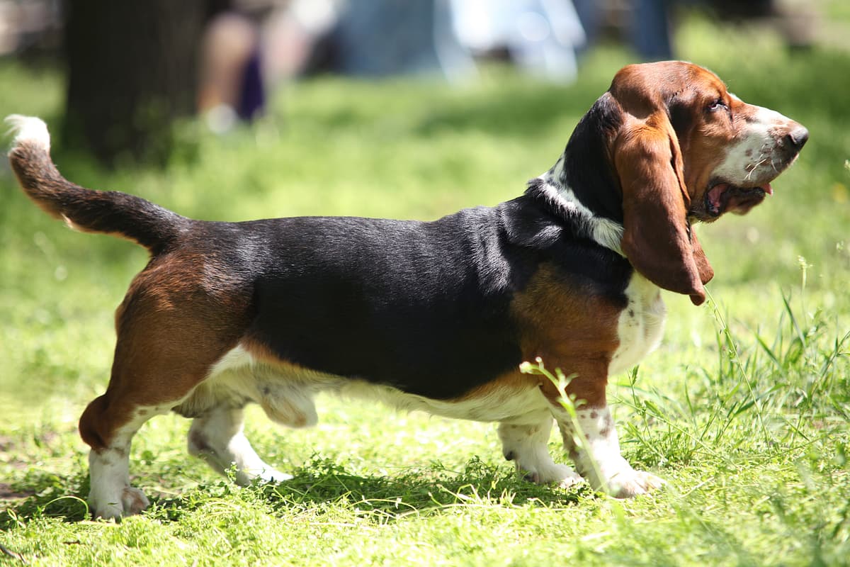 Basset Artesien Normand