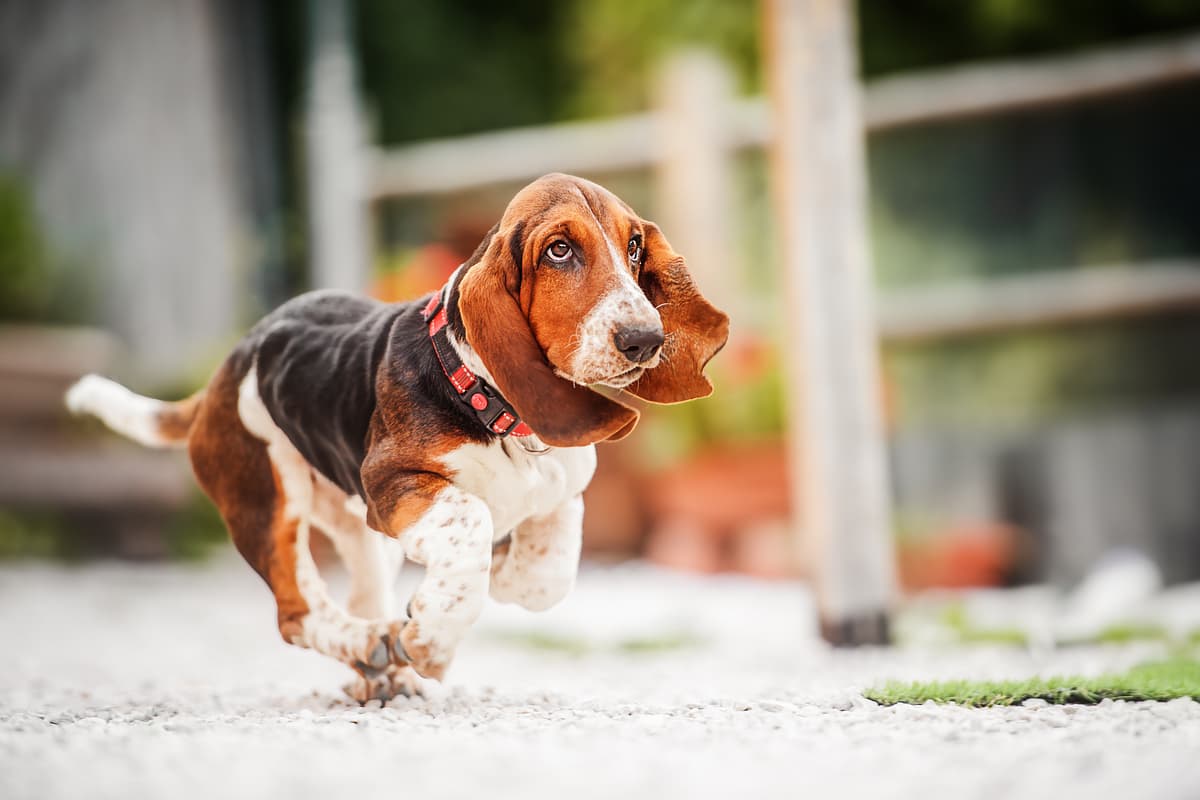 Basset Artesien Normand