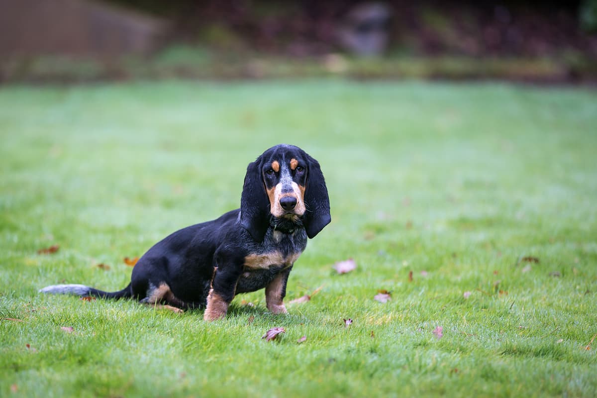 Basset Bleu de Gascogne