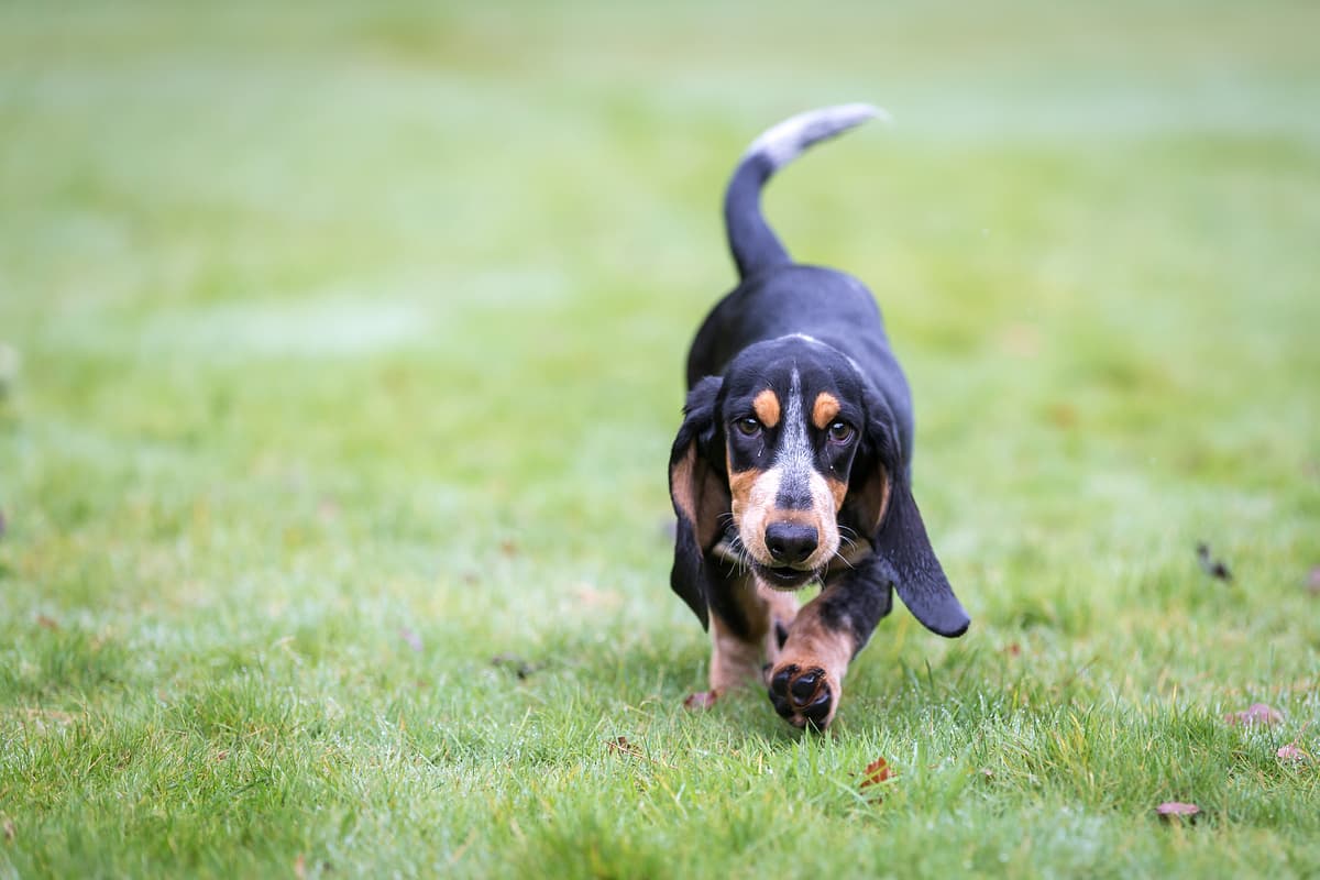 Basset Bleu de Gascogne with family