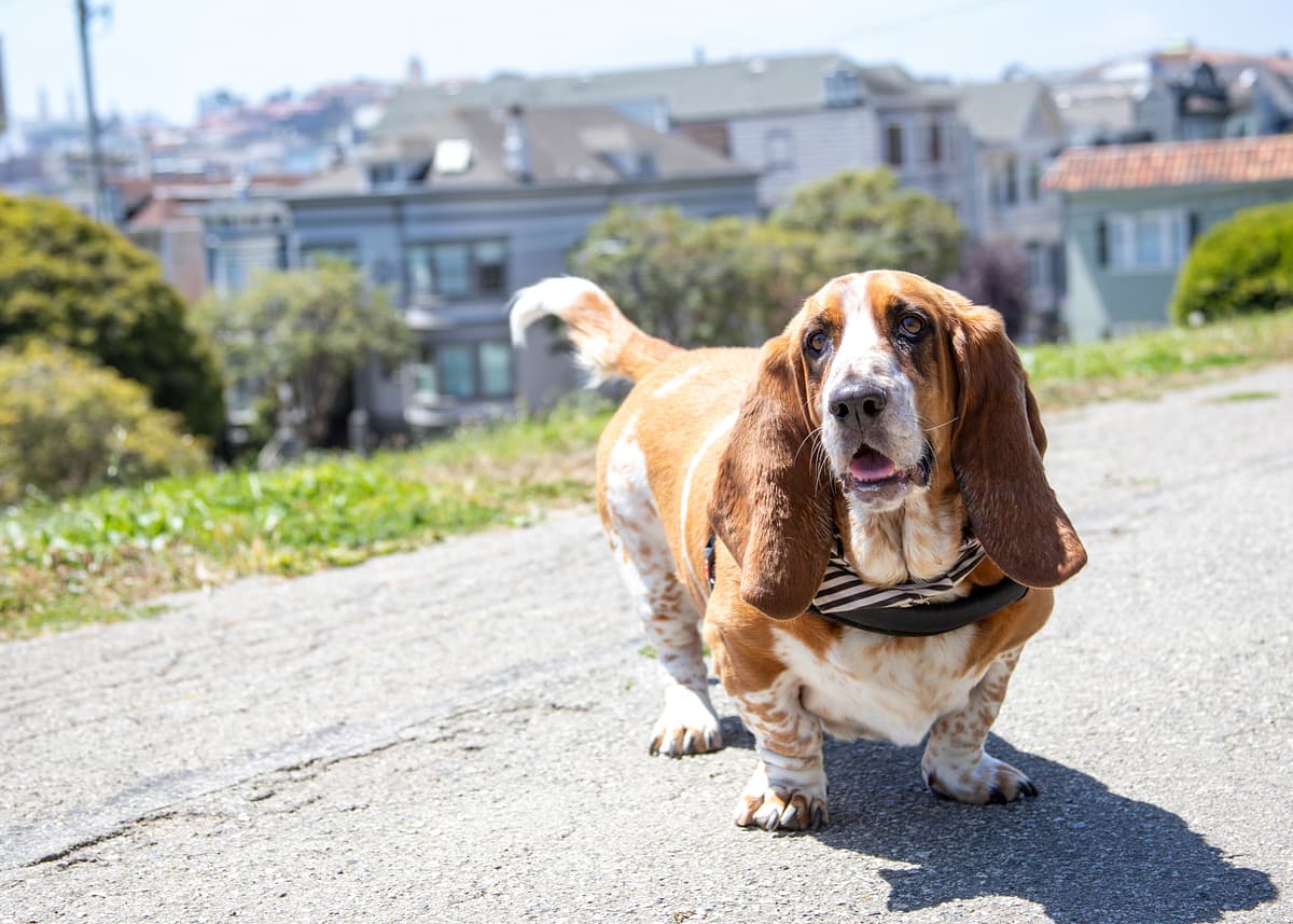 Basset Bleu de Gascogne