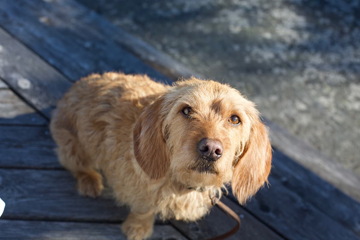 Basset Fauve de Bretagne playing