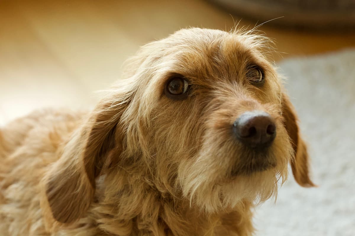 Basset Fauve de Bretagne with family