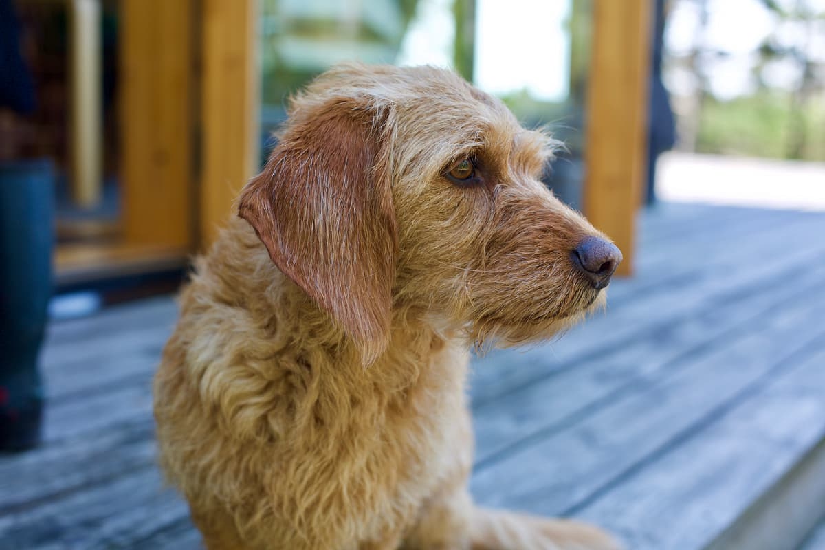 Basset Fauve de Bretagne