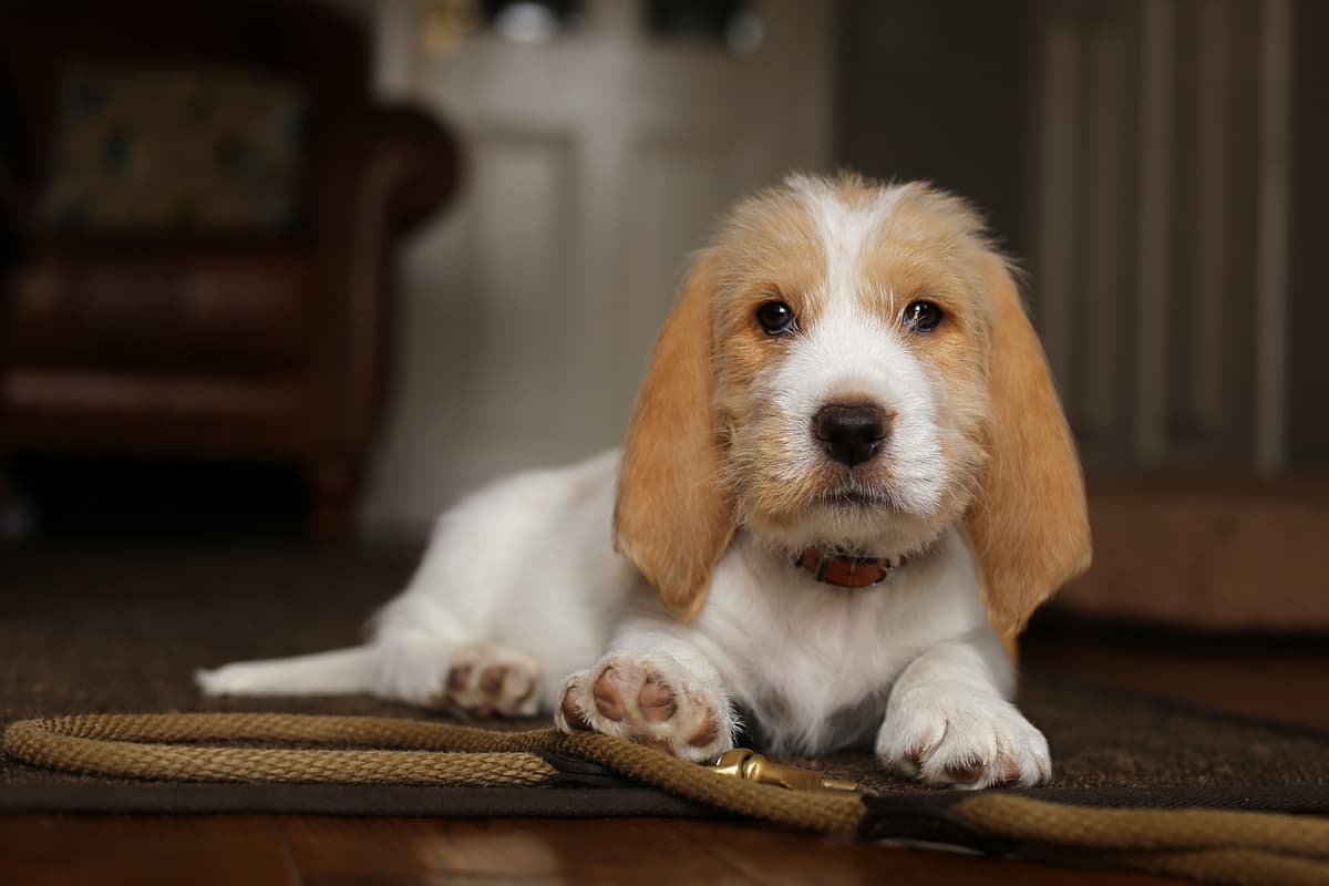 Basset Griffon Vendeen