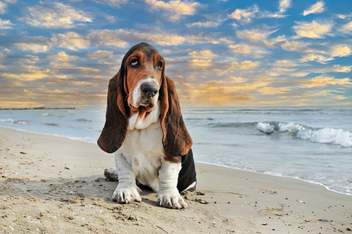 Basset Hound with family