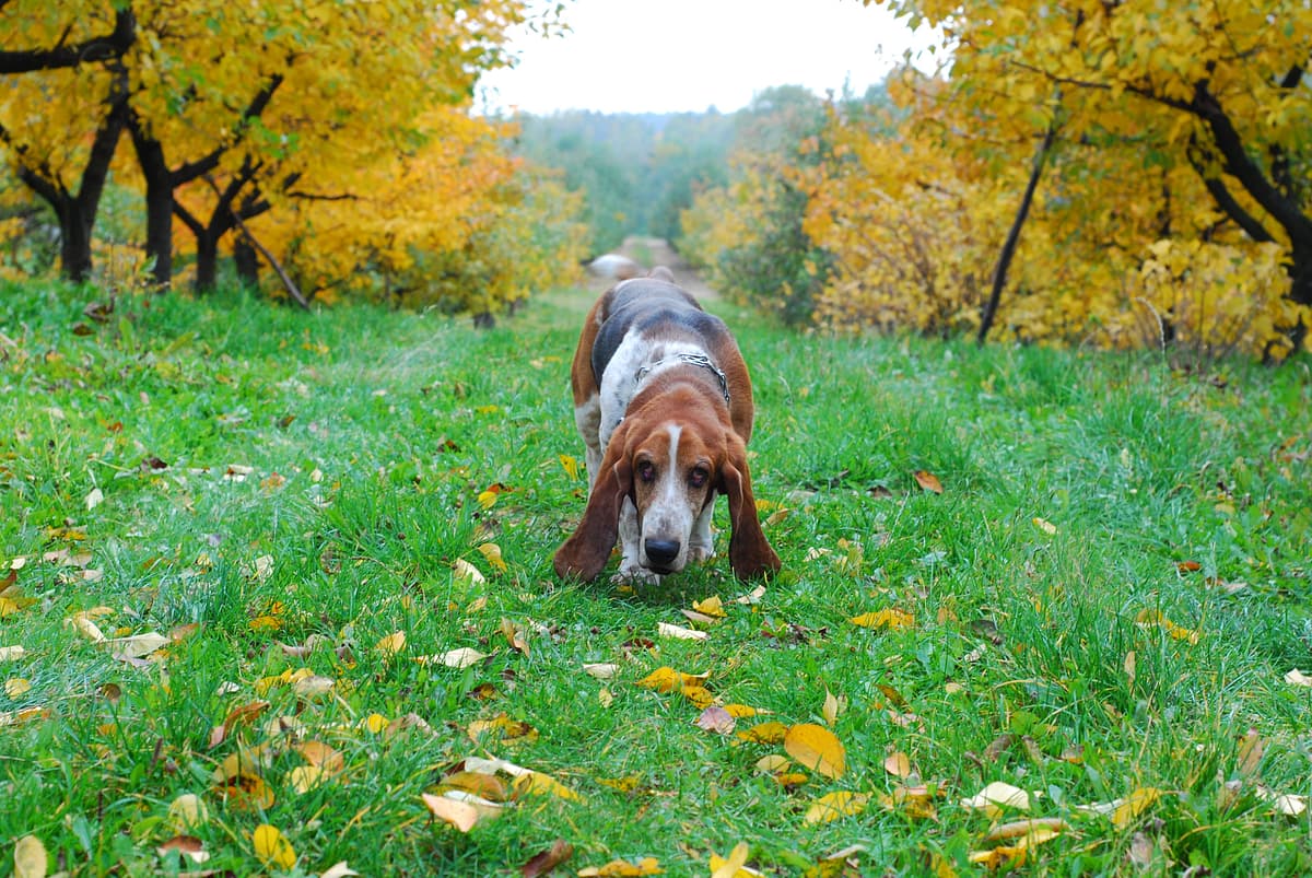 Basset Hound