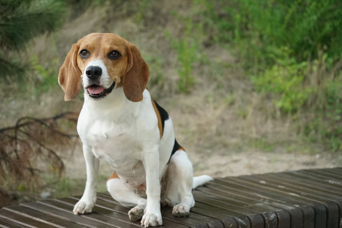 Beagle playing