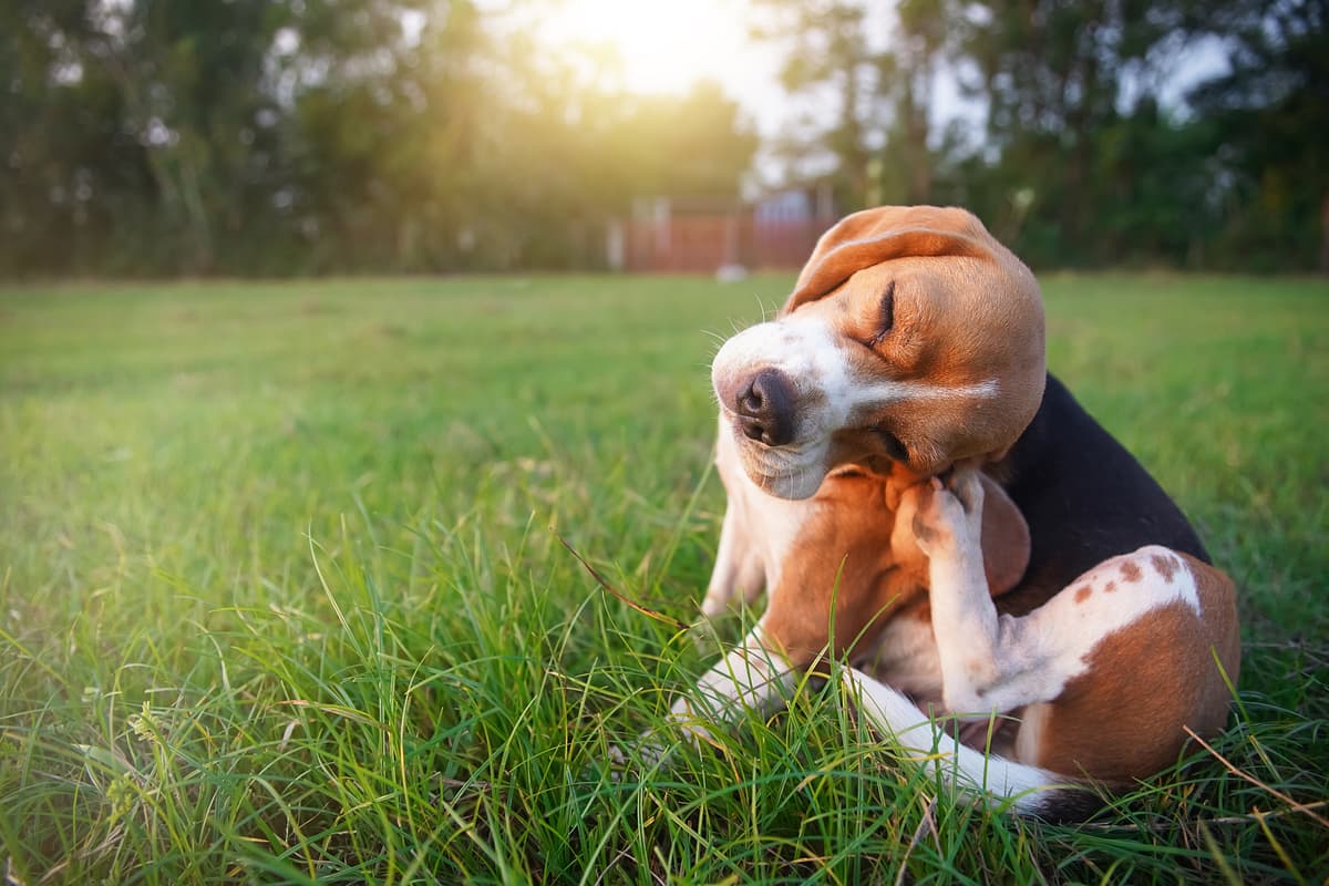 Beagle with family