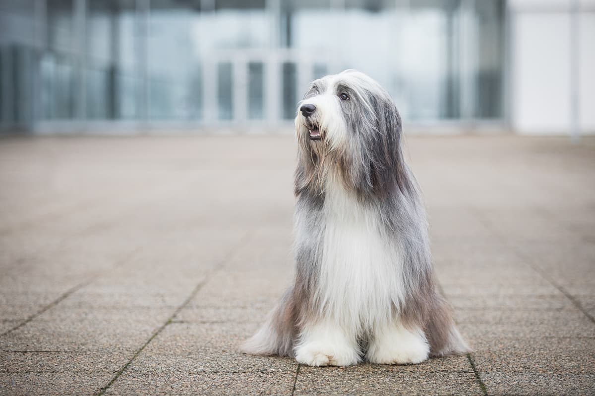 Bearded Collie playing