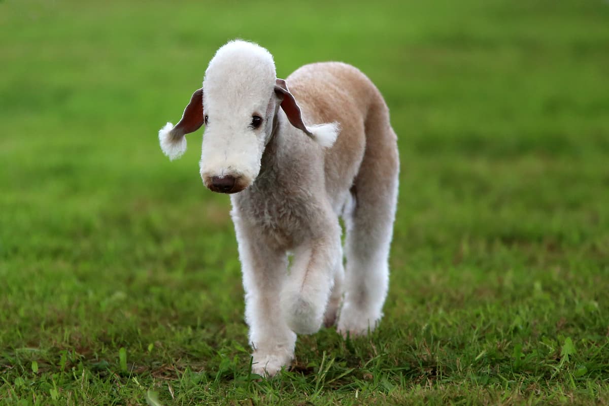 Bedlington Terrier playing