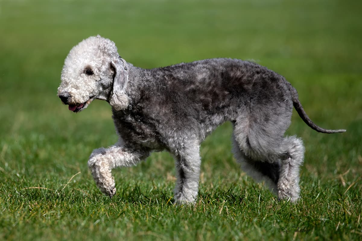 Bedlington Terrier with family