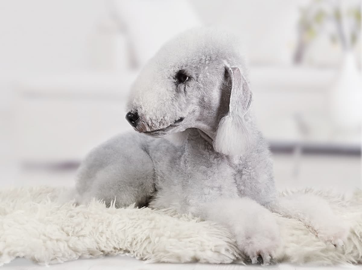 Bedlington Terrier