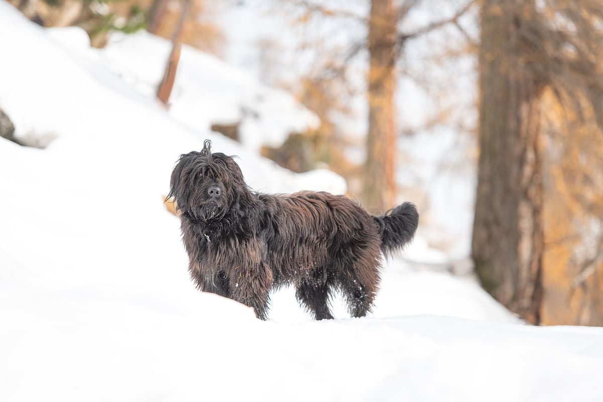 Bergamasco