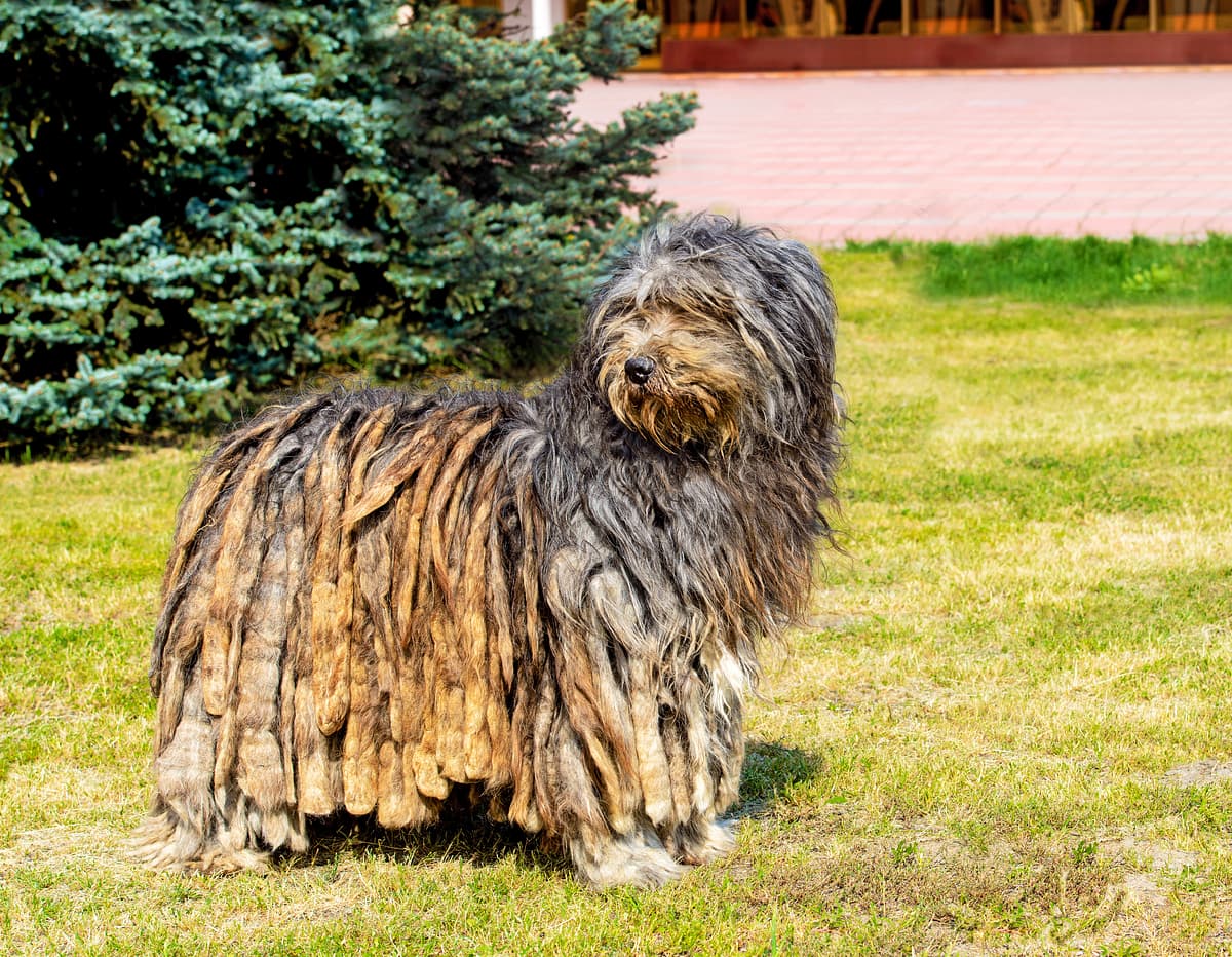 Bergamasco with family