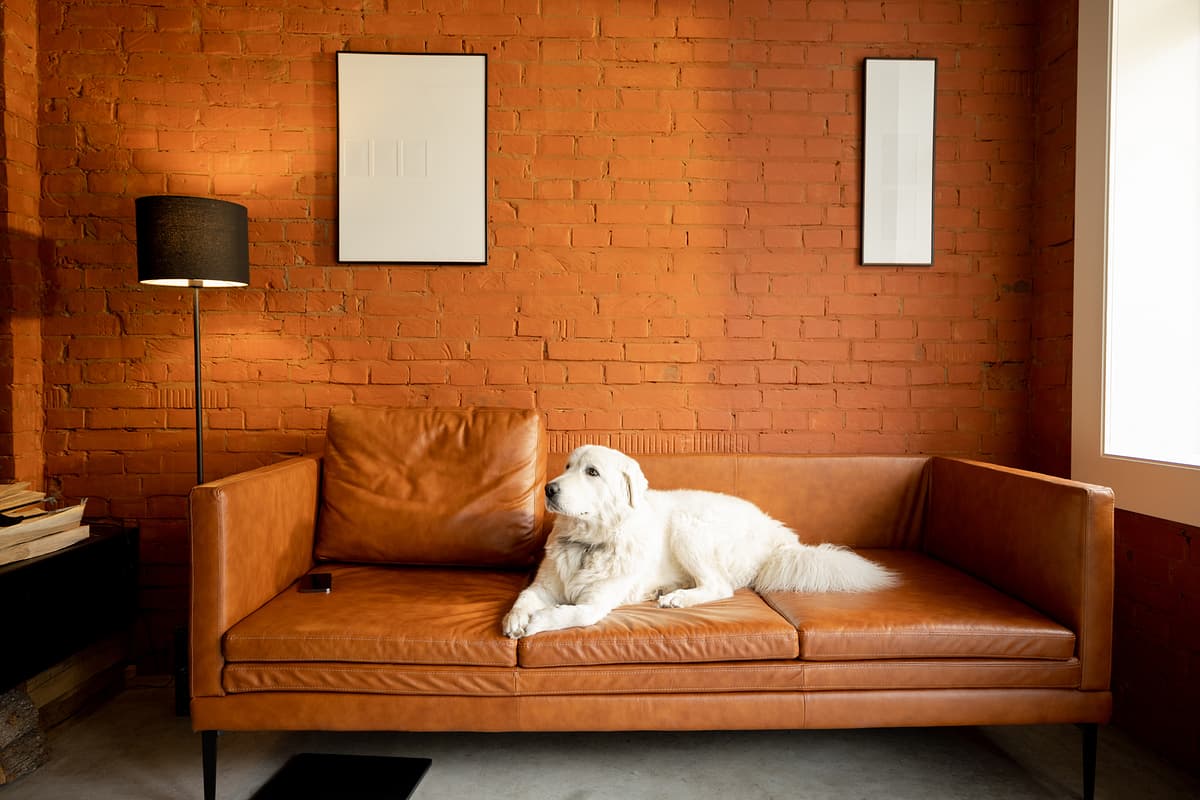 Maremma and Abruzzes Sheepdog