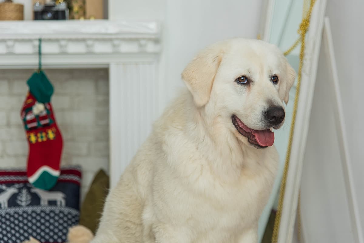 Maremma and Abruzzes Sheepdog playing