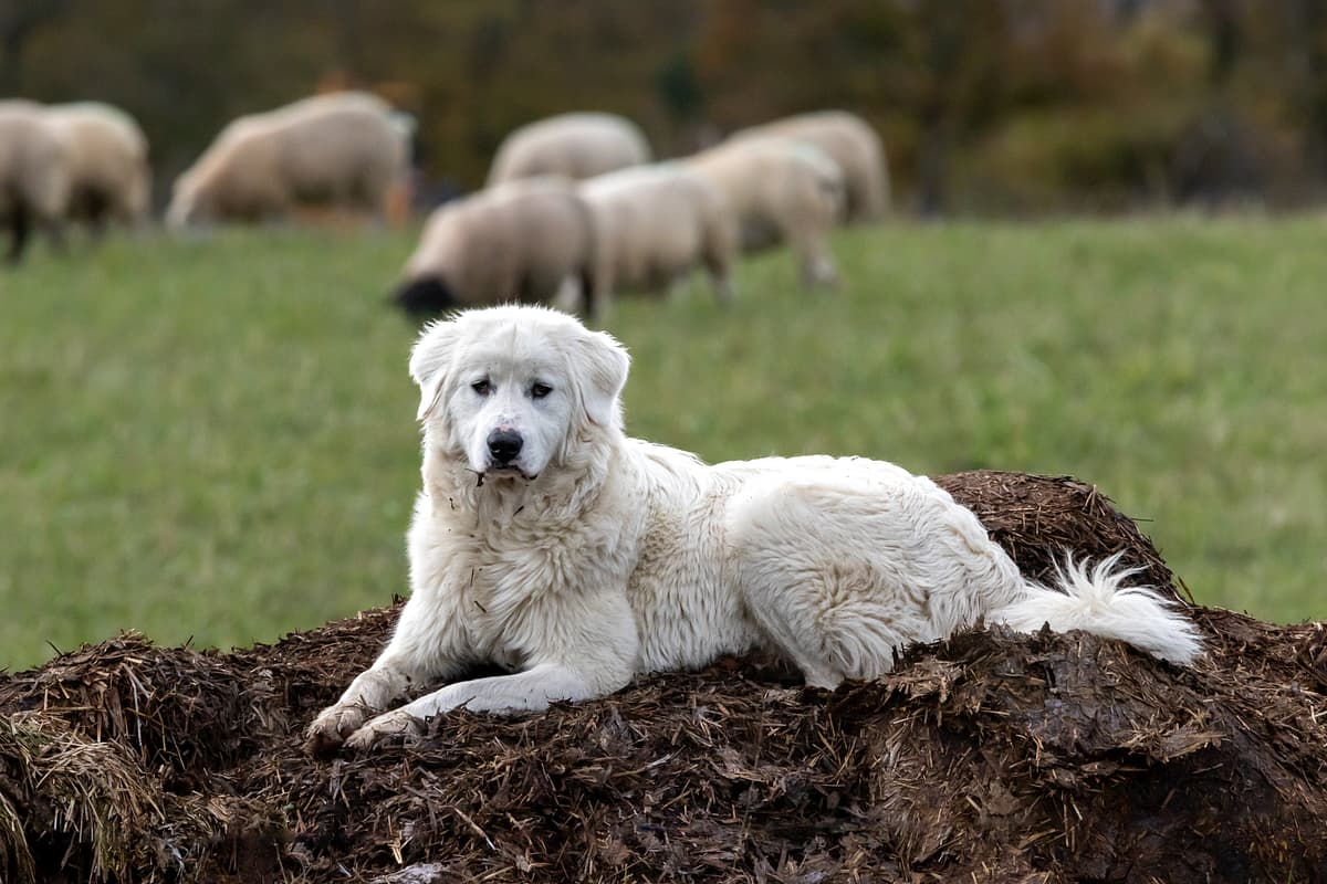 Maremma and Abruzzes Sheepdog with family