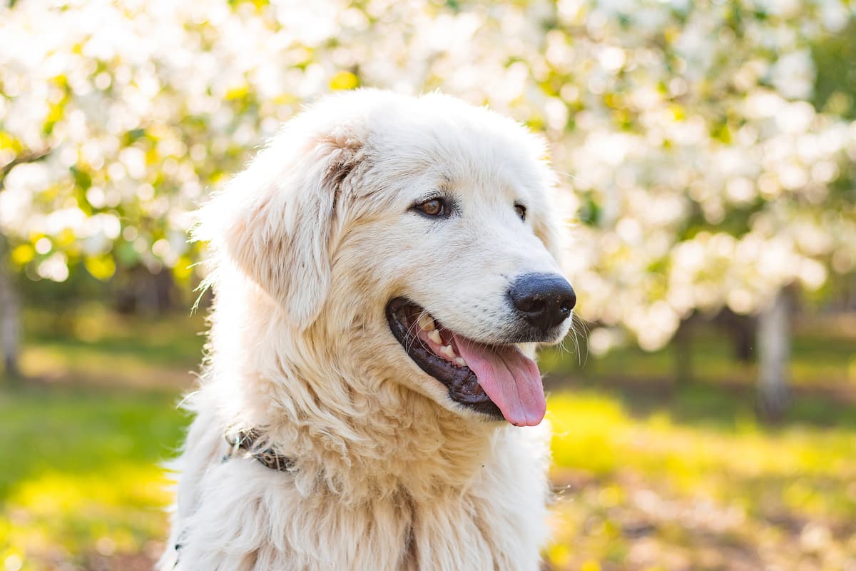 Maremma and Abruzzes Sheepdog