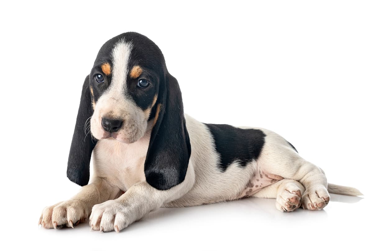 Berner Laufhund