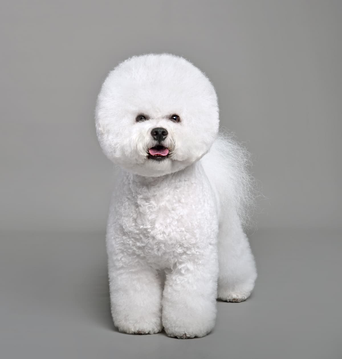 Bichon Frise