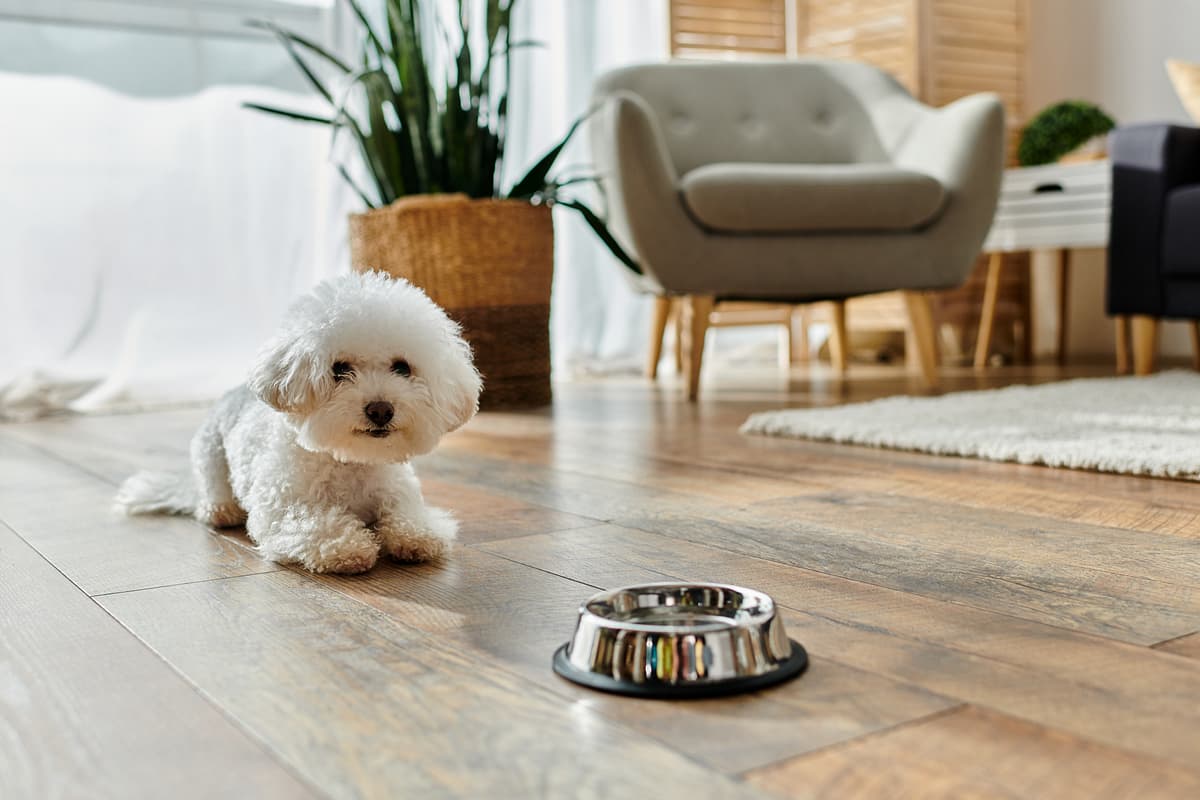Bichon Frise playing