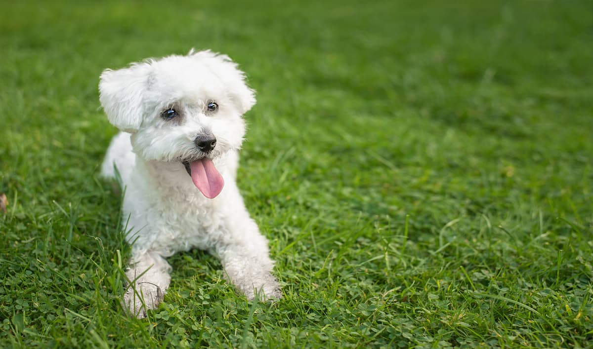Bichon Frise