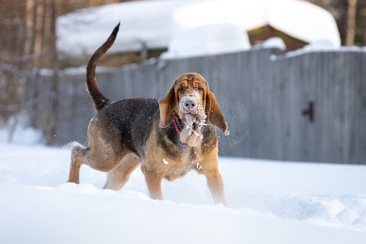 Bloodhound playing