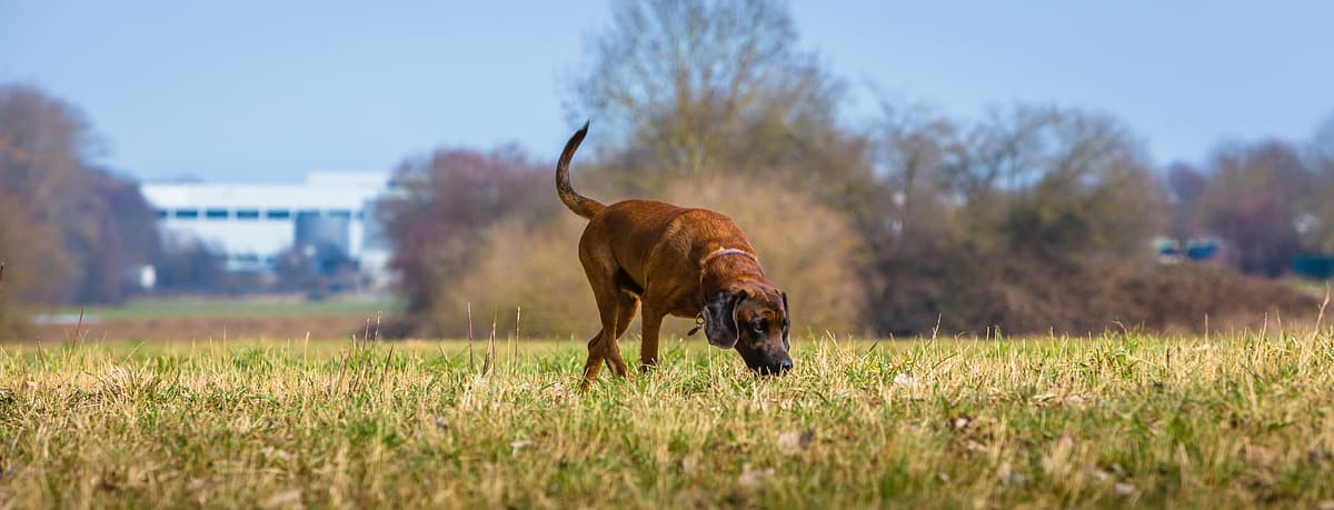 Bloodhound with family